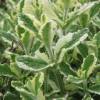 Hortel doce variegata (Abacaxi)