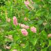 Clethra alnifolia Pink Spire