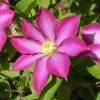 Clematite 'Pink Champagne'