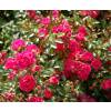 Roseira paisagstica rosa escuro 'The Fairy Rubra'
