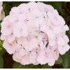 Hortnsia 'Marie Claire'