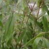 Bambu Fargesia robusta 'Formidable Wenchuan'