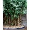 Bambu Metake