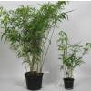 Bambu Fargesia robusta 'Pingwu'
