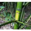 Bambu Phyllostachys aurea F I