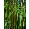 Bambu Phyllostachys nigra boryana