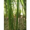 Bambu Phyllostachys rubromarginata