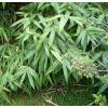 Bambu Sasaella m. Albostriata