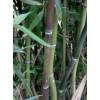 Bambu Phyllostachys nuda localis