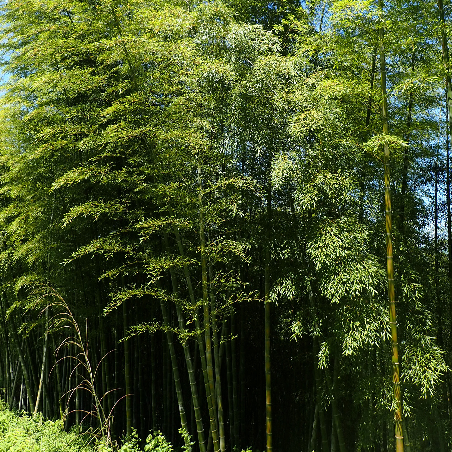 Bambu Mossô venda Bambu Mossô Phyllostachys pubescens edulis